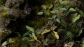 Gamers Grass: Elephant Ear